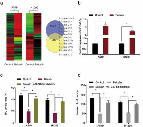 Figure 3. MiRNA expression profiles using miRNA microarray. (a) Clustering of differentially expressed miRNAs. (b) Baicalin raised miR-340-5p levels in A549 and H1299 cells. (c, d) MiR-340-5p inhibition recovered baicalin effects toward key cell phenotypes (proliferation and invasion). *P < 0.05