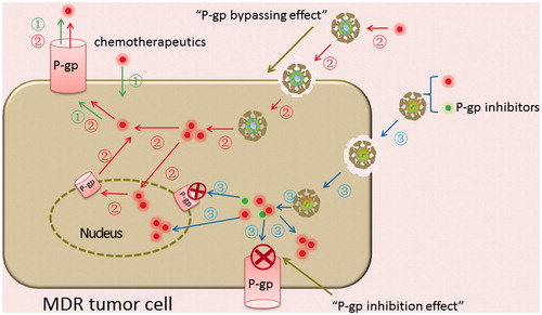 Figure 1. The intracellular delivery routes of different drug formulations. Chemotherapeutics was easily pumped out by P-gp overexpressed on MDR cells (route ①). Chemotherapeutics loaded nanoparticles could enter MDR cells via endocytosis and escapethe P-gp efficiently by “P-gp bypassing effect”, while the released drug can be pumped out again by P-gp located on the cell membrane or on the organelle membrane (route ②). Chemotherapeutics and P-gp inhibitors co-loaded nanoparticles could increase drug accumulations in the cytoplasm and target organelles under the synergy of “P-gp bypassing effect” of nanoparticles and “P-gp inhibition effect” of P-gp inhibitors (route ③).