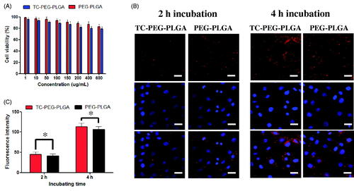 Figure 3. In vitro study of TC-PEG-PLGA micelles. (A) Viability of MC3T3-E1 cells after exposure to PEG-PLGA micelles or TC-PEG-PLGA (mean ± SD, n = 3). (B) Fluorescence images of MC3T3-E1 cells were incubated with DiD-loaded PEG-PLGA and TC-PEG-PLGA micelles for 2 and 4 h, respectively (scale bar =25 mm). (C) Quantitative results of cellular uptake measured by flow cytometry. *p > 0.05.