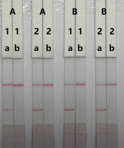 Figure 5. Optimisation of the immunochromatographic strip. Concentration of coating antigen (A) 0.5 mg/mL; (B) 1 mg/mL. The dosage of the mAb that add in GNP: (1) 8 µg/L; (2) 10 µg/L. The standard concentration: (a) 0 ng/mL; (b) 2.5 ng/mL.