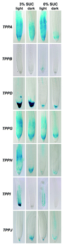 Figure 1. Histochemical localization of GUS activity in root tips of promoter TPP::GUS-GFP lines under different sugar and light conditions. 7-d-old seedlings were grown on MS media supplemented with 0% and 3% sucrose (SUC) and kept for three additional days in continuous light or dark before sampling.