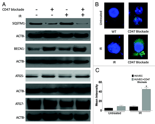 Figure 7. Blockade of CD47 increases autophagy in endothelial cells. HUVEC were plated in complete medium, and one group was treated with 10 µM CD47 antisense morpholino. After 48 h, cells were exposed to a 10 Gy dose of IR, and monolayers were harvested 6 h after IR exposure. (A) Representative images of protein expression of SQSTM1, BECN1, ATG7 and ATG5 in HUVEC measured by western blot hybridization. (B) Confocal microscopy images and quantification (C) of HUVEC treated in the same manner and transfected with GFP-LC3.