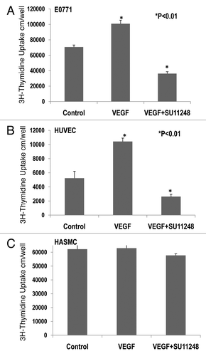 Figure 4 Effects of VEGF or VEGF + SU11248 on the proliferation of cultured mouse breast cancer (E0771) cells, human umbilical vein endothelial cells (HUVEC) and human aortic smooth muscle cells (HAS MC). VEGF (10 ng/ml) caused a 42% increase in the proliferation of E0771 cells, compared to the control (p < 0.01; n = 8) and there was a significant decrease in the proliferation of E0771 cells treated with VEGF plus SU11248 vs. the control (65%, p < 0.01) (A). VEGF caused a 2-fold increase in the proliferation of HUVEC vs. the control (p < 0.01; n = 8), but its action was completely abolished by SU11248 (B). Neither VEGF nor SU11248 exerted any effect on the proliferation of cultured HAS MC (1) that do not express VEGF receptors (C).