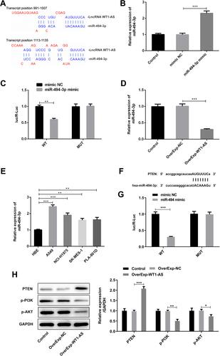 Figure 8 WT1-AS decoyed miR-494-3p to upregulate its target gene PTEN, thereby inhibiting PI3K/AKT signaling pathway in NSCLC. (A) The binding sites between WT1-AS and miR-494-3p were predicted by DIANA Tools. (B) Transfection efficiency in A549 cells after transfection with miR-494-3p mimic was validated by RT-qPCR. (C) Luciferase reporter assay was conducted to detect the luciferase activity in WT1-AS-WT group and WT1-AS-MUT group after introduction of miR-494-3p mimic, confirming the binding relationship between WT1-AS and miR-494-3p. (D) RT-qPCR was applied to detect miR-494-3p level following WT1-AS overexpression. (E) RT-qPCR was performed for examining the relative miR-494-3p levels in normal human lung bronchial epithelial cell line (16-HBE) and human NSCLC cell lines (A549, NCI-H1975, SK-MES-1, PLA-801D). (F) Bioinformatic website Starbase predicted the binding sites of miR-494-3p to PTEN. (G) Luciferase reporter assay was conducted to detect the luciferase activity in PTEN-WT group and PTEN-MUT group after introduction of miR-494-3p mimic, confirming the binding relationship between miR-494-3p and PTEN. (H) Representative bands and quantitative analysis of PTEN/PI3K/AKT by performing Western blotting analysis. **p<0.01, ***p<0.001.