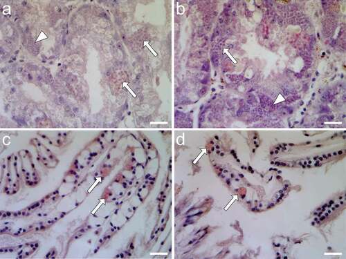 Figure 3. Histological sections of P. nobilis, hematoxylin-eosin. Digestive glands of Specimen 1 (a) and 2 (b); sporocytes (arrows) and multinucleated plasmodia (arrowheads) are visible in the tubules. Gills of specimen 1 (c) and 2 (d); some eosinophilic cells, mast cell-like, can be seen (white arrows). Scale bars: 20 µm