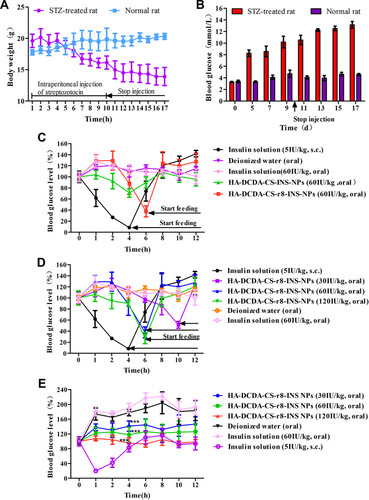 Figure 10 Oral delivery of insulin nanoparticles on blood glucose levels in Type 1 diabetic (T1D) rats. (A and B) Daily changes of body weight and fasting blood glucose levels after intraperitoneal injections of streptozotocin (STZ). (C) Blood glucose level in T1D rats, following the administration of different insulin formulations. T1D rats were fasted for 2 h and remained fasted during experiments with free access to water. However, the group of insulin solution and HA-DCDA-CS-r8-INS NPs started feeding at 46 h because of near hypoglycemia. (D) Blood glucose levels in T1D rats, following the administration of different doses of HA-DCDA-CS-r8-INS NPs. T1D rats were fasted for 2 h and remained fasted during experiments with free access to water. However, the group of insulin solution and HA-DCDA-CS-r8-INS NPs started feeding at 4 h, 6 h, and 10 h because of near hypoglycemia. (E) Blood glucose levels in T1D rats, following the administration of different doses of insulin formulation. T1D rats were fasted for a night and were fed during these experiments. N = 6. ***P < 0.001 vs insulin solution group.
