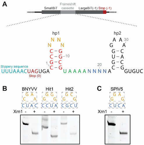 Figure 2. Frameshifting-based XR screen leads to the discovery of a new variation of xrRNAC. (A) Schematic of pMOFS (top) that carries the split NLuc domains separated by the partially randomized frameshift cassette that is inserted during the screen (bottom). Two potential stop codons are indicated with their frame given in parentheses. Secondary structure of the xrRNAC is given as two hairpins (hp1, hp2) with numbers indicating the positions of nucleotides involved in the motif. Nucleotides that are randomized (orange in lp1, blue in spacer) are given as ‘N’. Denaturing polyacrylamide gels depict results of in vitro Xrn1 degradation assay on Hit1 and Hit2 (B) that followed as hits from the frameshifting-based XR screen, and on an SPlV5 sequence (C) that followed from subsequent GenBank searches (accession number K×883721). Boxes above the gels depict the sequences that were determined in these XR-positive hits for lp1 and spacer. Note that Hit1 differs in length due to using a different type of DNA template which omits the 5’-UGUC-3’ sequence from positions 36–39. This downstream sequence was determined to not be necessary for XR earlier [Citation31], but was added for testing XR of other frameshifting hits here in order to match the downstream sequence as present in the frameshift cassette.