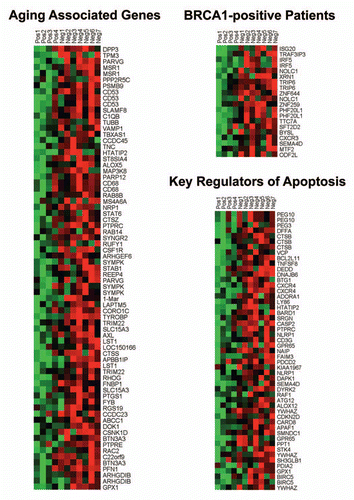 Figure 6 HeatMaps of gene transcripts associated with aging, apoptosis and BRCA1 mutation-positive breast cancer patients. Note that Cav-1-deficient stroma shows the upregulation of aging (73 transcripts), apoptosis (51 transcripts) and BRCA1-mutation associated genes (20 transcripts). See Supplemental Tables 7, 9 and 14.