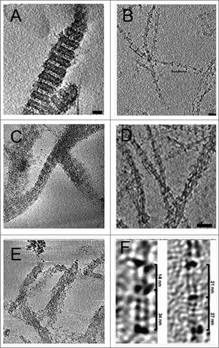 Figure 1. The in vitro structure of the C. elegans lamin filament: (A) Wildtype Ce-lamin paracrystalline arrays. (B) Wildtype Ce-lamin filaments. (C) Ce-lamin paracrystalline arrays of the progeria Q159K mutation. (D) Ce-lamin filament-like structure of the Q159K mutation. The repeat unit of the filament is different. (E) Paracrystalline arrays of Ce-lamin with the EDMD L535P mutation. While filaments apparently look like wildtype filaments (not shown) they order in the Paracrystalline arrays is lost. (F) The repeat units in Ce-lamin filament containing the EDMD DeltaK46 mutation are 34 and 14 nm compared to 21 and 27 nm in the assembled wildtype protein [Citation45, Citation55]. Scale bars are 50 nm for panels A-E.