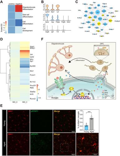 Figure 6 Microglia might impede remyelination via Stat1 pathway in aged CNS. (A) Heatmap of enrichment scores derived from GSEA showing the C3 subset of microglia suppressed OPC differentiation. Numbers in legend represented scaled enrichment scores. (B) Violin plot depicting expression of ligands identified to promote remyelination (first line) or impede OPC differentiation (second line) in aged microglia cluster. The third line showed that aged microglia did not highly express Vegfb, Igf1, Tnf or Il1b. (C) Network plot showing interactions between cytokines in panel (B) and their possible transcription factors inferred from TRRUST, yellow for cytokines and blue for transcription factors. (D) Heatmap derived from pySCENIC package showing the activity scores of different transcription factors in microglia C3 compared with the C0 subset. Values were normalized per gene. (E) Representative confocal microscopic images in young and old cortex staining for IBA1 and pSTAT1. DAPI labels cell nuclei. Scale bar: 50μm or 25 μm. Bar plots depicting the percent of pSTAT1+ microglia (**** P-value < 0.0001 by student’s t test. n = 5 samples per condition). (F) Schematic diagram depicting that Stat1 might regulate the production of different cytokines (upregulate Apoe and downregulate Spp1, Lgals3, Igf1 and Lpl) in microglia. Those cytokines acted on OPCs and OLGs alternatively, evoking OLG remyelination and impeding the differentiation process of OPCs.