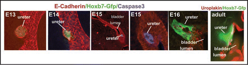 Figure 8 Fusion of the ureter orifice with the urogenital sinus and opening of the lumen. Left to right panels 1–6, Hoxb7-Gfp embryonic urogenital tracts stained with E-Cadherin (red) and activated caspase-3 (blue). Note apoptotic cells in the lumen of the ureter which is within the urogenital sinus epithelium at E15 (3,4) and the opening of the lumen on E16 (5,6).