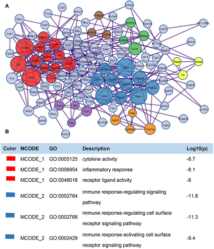 Figure 5 PPI network and function module identification. (A) Protein‐protein interaction network was processed with Metascape, and different clusters were noted with different colors. (B) Major biological processes associated with the red and blue clusters.