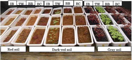 Figure 1. Growth of amaranth 4 lines in red soil, dark red soil, and gray soil in Okinawa at 34 days after seed sowing (DAS).