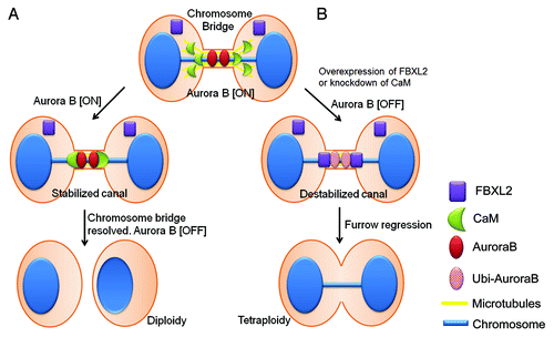 Figure 7. Model for mitotic regulation of Aurora B in cells by CaM and FBXL2. (A) In the event of a chromosome bridge and delayed abscission, CaM translocates from microtubules to protect Aurora B on the midbody; this results in delayed abscission and stabilization of the intercellular canal to maintain patency for resolution of the chromosome bridge. (B) In the event of high physiologic levels of FBXL2 or CaM depletion or inhibition, CaM fails to protect Aurora B in response to chromosome bridge formation resulting in premature reduced local concentrations of Aurora B by SCFFBXL2-induced ubiquitination and degradation, leading to tetraploidization.