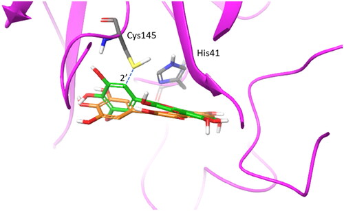 Figure 7. Overlap of the experimental binding mode (green carbon sticks; pdb code 7B3E) and predicted binding mode (orange carbon sticks; top scored solution) of myricetin (2) as resulting from the docking study (RMSD = 1.57 Å). The RMSD is calculated between the corresponding heavy atoms of the flavonoid moiety of 2. The covalent bond between the aromatic carbon atom in 2′ position of 2 and Cys145 is shown as blue dashed line.