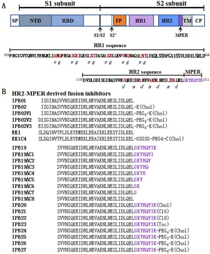 Figure 1. Schematic diagram of SARS-CoV-2 S protein and lipopeptide-based fusion inhibitors. (A) Functional domains of the S protein. SP, signal peptide; NTD, N-terminal domain; RBD, receptor-binidng domain; FP, fusion peptide; HR1, heptad repeat 1 region; HR2, heptad repeat 2 region; MPER, membrane-proximal external region; TM, transmembrane domain; CT, cytoplasmic tail. The S1/S2 and S2′ cleavage sites are marked with arrow. The HR1 and HR2 core sequences are listed, in which the potential residues mediating the HR1-HR2 interactions in a 6-HB structure are coloured in red. (B) SARS-CoV-2 HR2-MPER derived fusion inhibitor peptides and lipopeptides. The MPER amino acids are coloured in purple. Chol, cholesterol; C16, palmitic acid; C18, stearic acid; Toc, tocophenol; PEG, polyethylene glycol; GSGSG, a flexible amino acid linker.