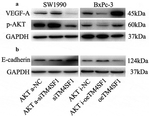 Figure 6. TM4SF1 regulation of VEGF-A and E-cadherin expression through the activation of the AKT signaling pathway. (a) Western blot. SW1990 and BxPc-3 cells were grown and infected with TM4SF1 shRNA or the negative control and then subjected to protein extraction and western blot. The data showed that the knockdown of TM4SF1 expression in SW1990 cells increased E-cadherin but decreased VEGF-A and p-AKT expression, whereas BxPc-3 cells with TM4SF1 cDNA transfection showed opposite effects on the expression of these proteins. (b) Western blot. SW1990 and BxPc-3 cells were grown and infected with TM4SF1 shRNA or the negative control and treated with the Akt activator or inhibitor and then subjected to protein extraction and western blot. The experiment was repeated three times.