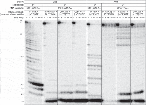 Figure 7. The use of RNA oligonucleotide substrates labelled with CutA at the 3ʹ-end in exoribonuclease degradation assays. Activity assays for Dis3 3ʹ-5ʹ and Xrn1 5ʹ-3ʹ exoribonucleases were performed using ss17-A14 RNA oligonucleotide substrates labelled at either 5ʹ- or 3ʹ-end employing various methods. Note that in the case of Xrn1, 5ʹ-phosphorylated substrates labelled at the 3ʹ-end were used due to the fact that Xrn1 is sensitive to phosphorylation status of the 5ʹ RNA terminus. Reactions were terminated after the time points indicated above the lanes and the products were separated by high-resolution PAGE. RNA length is indicated on the left