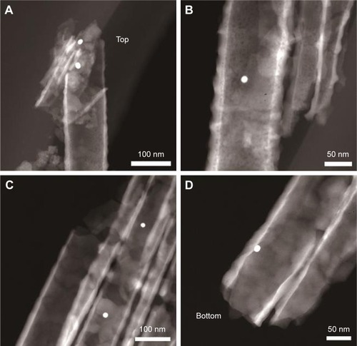 Figure 7 Gold-labeled antibodies inside (A, B) air-TNTs and (C, D) H2-TNT.Note: The gold-labeled antibodies localized in the upper and middle sections of the air-TNTs (A, B), and penetrated deeper into the H2-TNTs (C, D).Abbreviations: air-TNTs, air-annealed TiO2 nanotubes; H2-TNTs, hydrogenated TiO2 nanotubes.