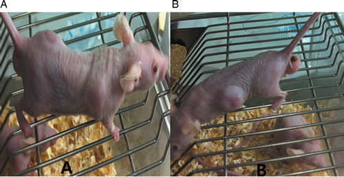 Figure 1. P388 xenograft mice models. (A) Nude mice images taken 2 weeks after P388 cell inoculation; (B) nude mice images taken 4 weeks (B) after P388 cell inoculation.