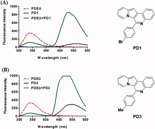 Figure 2. Representative emission spectra of PD1 (A) and PD3 (B). All emission spectra were taken in 20 mM Tris buffer (pH 7.5) at Ex 280 nm. Red dotted line: 2 μM PDE δ, blue line: 2 μM PD, green line: 2 μM PDE δ after incubation with 2 μM PD. Although the curve of PD3 (B) was saturated, it was necessary to compare the binding abilities of each PD compound in the same condition as the initial screen.