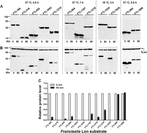 Fig. 1 Degradation of the F. tularensis proteins by fLon in E. coli ER2566 (Lon−).Stability of the F. tularensis proteins in the absence (a) or presence (b) of the fLon-expression plasmid in Lon-deficient E. coli ER2566. fLon was induced with arabinose for 2 h before induction of the target proteins with IPTG under the conditions specified at the top of each panel, and subsequently treatment with spectinomycin. The cells were harvested at 0 and 80 min after the addition of spectinomycin; each target protein detected by immunoblotting using the anti-His6 antibody. The sizes of protein standards are indicated at the left side in kDa. c The amount of each target protein in b was quantified by Image Lab. The level of each protein at 80 min is presented as a value relative to that at 0 min. Bars represent the mean value ± SEM (n = 3)