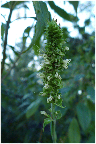 Figure 2. Salvia arborescens at 17:30 h, in cultivation, Florida, USA. Source: Photo by S. Zona.