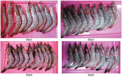 FIGURE 3 The color change of four groups of pacific white shrimps (litopenaeus vannamei) during 9 days of storage on ice.