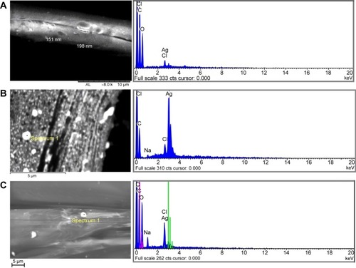 Figure 3 SEM analysis of nanosilver textiles after 24 hours of immersion in synthetic sweat.Notes: Morphologic and electron image of: (A) material 1 gauze fiber; (B) material 2; (C) material 3.Abbreviation: SEM, scanning electron microscopy.