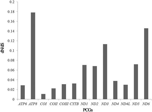 Figure 1. The resulting ratio (dN/dS) of 13 protein-coding genes (PCGs) of mitochondrial genomes among Trichocera spp.