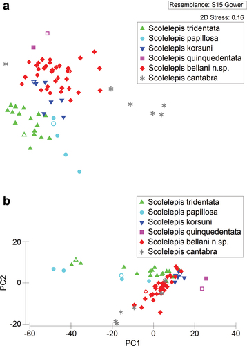 Figure 9. Results of the morphometric multivariate analysis of individuals belonging to six species of Scolelepis: A. Non-metric multidimensional scaling (nMDS) plot. B. Principal Component Analysis (PCA) plot. S. tridentata (green upward-pointing triangles), S. papillosa (blue circles), S. korsuni (blue downward-pointing triangles), S. quinquedentata (pink squares), S. bellani n. sp. (red diamonds), and S. cantabra (grey asterisks). Holotypes represented by hollow symbols.