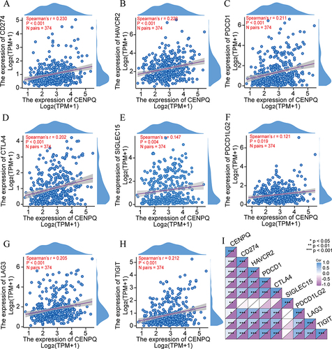 Figure 7 Correlation analysis of CENPQ expression and immune checkpoint genes in HCC. CENPQ was positively correlated with PD-L1 (A), HAVCR2 (B), PD1 (C), CTLA4 (D), SIGLEC15 (E), PDCD1LG2 (F), LAG3 (G) and TIGIT (H). (I) Heat map depicting the correlation of CENPQ with 8 immune checkpoint genes in HCC. *p < 0.05, **p < 0.01, ***p < 0.001.