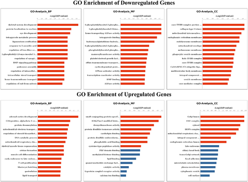Figure 4. GO analyses of m6A modified genes. Top 15 GO terms of the differentially methylated downregulated genes and upregulated genes in three categories (BP, MF, CC). The red column indicates significant enrichment, while the blue column indicates insignificant enrichment.