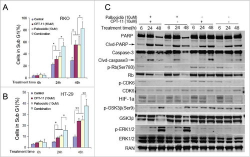 Figure 5. Palbociclib synergizes with CPT11 against CRC cell lines via deregulating CPT-11-induced Rb activation and further reducing HIF-1α accumulation under hypoxia. RKO (A and C) and HT-29 (B) CRC cell lines were treated with or without palbociclib (10 μM) in combination with CPT11 (10 μM) at the indicated time points under hypoxia. Bar diagrams (A and B) depict the sub-G1 percentage in the cell cycle profiles. Data are shown as Mean ± SD (n = 3, Student's t-test, 2-tailed, “*”represents P < 0.05, “**” represents P < 0.01). (C) Immunoblotting shows protein levels (as indicated) with or without chemotherapy under either normoxia (Left panels) or hypoxia (Right panels).