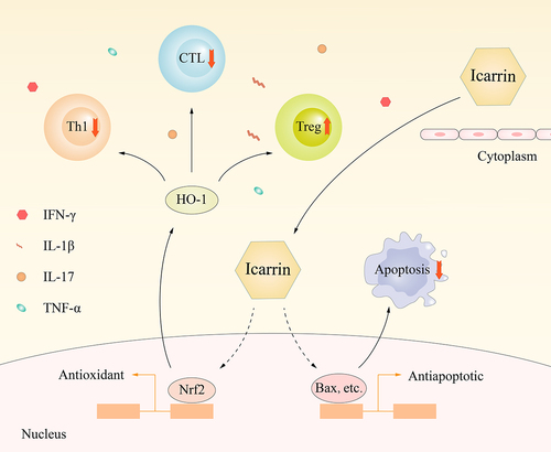Figure 5. Molecular mechanism by which Icariin induces myocardial cell protection.