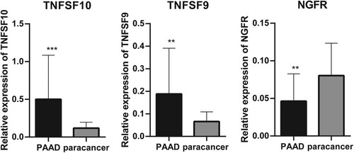 Figure 2. Reverse Transcription-Polymerase Chain Reaction (RT-PCR) used to detect the differential expression of five significant correlation genes in PAAD tissue samples and paracancer tissue samples. **P < 0.01 and ***P < 0.001.