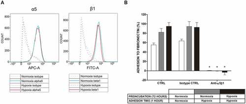 Figure 3. Expression of α5β1 integrin in LAD2 mast cells at the protein level and mast cell adhesion to FN after blocking this receptor under normoxic and hypoxic conditions. (a) Expression of the α5β1 integrin receptor on the surface of LAD2 mast cells was assessed under conditions of 21% and 5/1% oxygen. A representative result of 21% (Normoxia) and 1% (Hypoxia) oxygen was selected. (b) Adhesion after 30 minutes of preincubation with 10 μg/mL anti-α5β1 antibody in 21% (Normoxia) and 1% (Hypoxia) oxygen. CTRL, control (untreated cells). Mean ± SEM. * p < 0.05, paired t-test