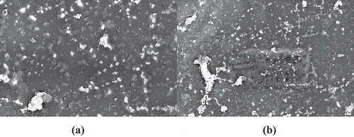 Figure 4. FESEM images of (a) PLA-HA scaffold and (b) PLA-HA-curcumin biocomposite scaffold.