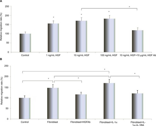 Figure 4 HGF and co-culturing fibroblast influence on migration of HUVEC.