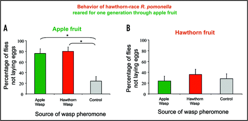 Figure 2 Percentage of hawthorn-race Rhagoletis pomonella, reared for one generation through apple fruit, not depositing eggs into apple (A) or hawthorn (B) fruit treated with the oviposition marking pheromone of either apple- or hawthorn-race Diachasma alloeum. Asterisks indicate significant differences among mean proportions as determined by logistic regression analysis (p < 0.05).