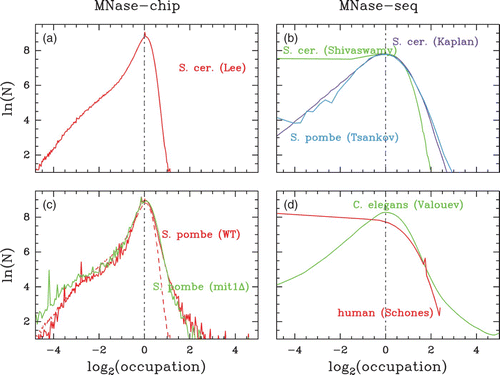 Figure 7. Histograms of nucleosome occupation Y(s) values centered on their typical values (i.e. the maximum of the histogram is positioned at zero) for different sets of in vivo data. (a) S. cerevisiae MNase-chip data of Lee et al. Citation(2007). (b) S. cerevisiae MNase-seq data of Shivaswamy et al. Citation(2008) (green) and of Kaplan et al. Citation(2009) (violet) as compared to S. pombe MNase-seq data of Tsankov et al. Citation(2011) (cyan). (c) S. pombe MNase-chip data of Lantermann et al. Citation(2010): WT (red) and Mit1 mutant (green); the dashed curve corresponds to the S. cerevisiae Lee et al. data shown in (a). (d) C. elegans (green) and human (red) MNase-seq data of Valouev et al. Citation(2008) and Schones et al. Citation(2008), respectively.