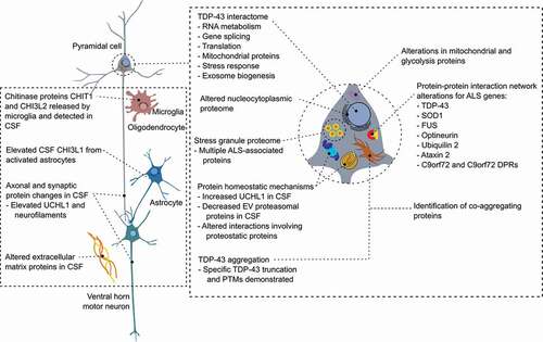 Figure 1. Insights into ALS pathophysiology from proteomics