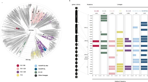 Figure 1. Phylogenomic reconstruction of the SARS-CoV-2 genome. (a) Phylogenetic tree of 340 sequences described in this study combined with a dataset of 3,625 South American genomes. Branch lengths are proportional to the collection date (between Abril 2020 and March 2021). Concentric circular rings represent the timeline (interval every three months). Each filled circle represents our SARS-CoV-2 sequences, and they are coloured according to lineage (legend box). (b) Highlighter plot showing SARS-CoV-2 mutation patterns along the genome evaluated here. Mutations are colour-coded according to the lineages shown in Figure 1A legend.