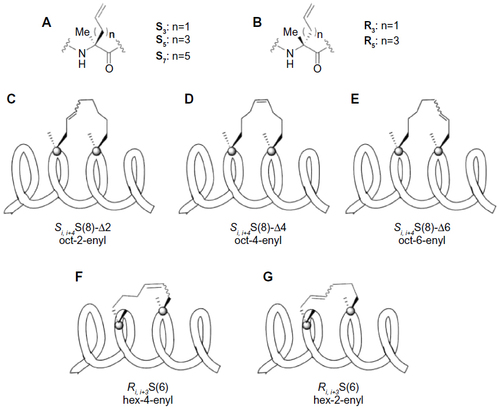 Figure 7 Structures of (A) the three S-alkenyl amino acids: S3, S5, and S7; (B) the two R-alkenyl amino acids: R3 and R5; and the representations of the different positions possible for the staple in an i, i+4 staple; (C) oct-2-enyl; (D) oct-4-enyl; (E) oct-6-enyl; and in an i, i+3 staple; (F) hex-4-enyl; and (G) hex-2-enyl.