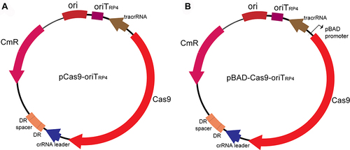 Figure 1 Plasmid map of pCas9-oriT and pBAD-Cas9-oriT. (A) Plasmid pCas9-oriT containing Cas9, tracrRNA, crRNA, specific guide RNAs(sgRNA), origin of transfer (oriTRP4) and chloramphenicol resistance gene (CmR). DR: direct repeats (B) The pBAD-Cas9-oriT containing the Cas9, tracrRNA, crRNA, sgRNA, oriTRP4, the arabinose inducing promoter pBAD and CmR.