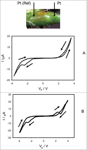 Figure 3. Electrical current I versus voltage VP applied along a pulvinus. Frequency of sinusoidal voltage scanning was 0.001 Hz; R = 47 kOhm. Position of Pt electrodes in the pulvinus of Mimosa pudica is shown.