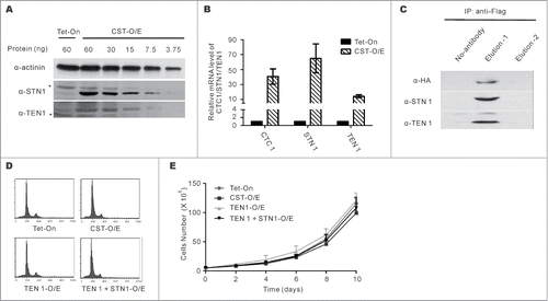 Figure 1. Characterizing the CST overexpression cell line (CST-O/E). (A) Western blots with STN1 or TEN1 antibody showing levels of over-expression in CST-OE cells relative to Tet-On control. Amount of cell lysate (ng protein) is shown above each lane. *indicates cross-reacting band. (B) RT-qPCR of CTC1, STN1 and TEN1 mRNA levels. Levels are relative to control Tet-On cells with normalization to GAPDH (mean ± SEM, n = 3 experiments). (C) Western blot of FLAG-STN1 immunoprecipitate showing co-purification of HA-CTC1 and TEN1. (D) Analysis of DNA content by FACS shows normal cell cycle profile in CST, TEN1 and TEN1 + STN1 over-expressing cells. (E) Representative growth curves for the indicated cell lines (mean ± SEM, n = 3 experiments). Cells were counted in triplicate for each time point.