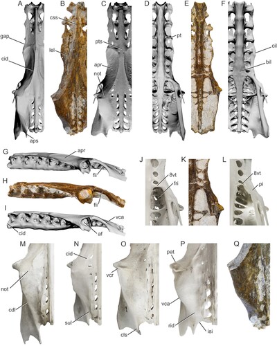 FIGURE 3. Comparisons of Pelecanus paranensis (holotype CICYTTP-PV-A-3-277) with the pelvic girdle of other Pelecanus spp. A, D, and G, Pelecanus erythrorhynchos (IMNH R-1901) in dorsal (A), ventral (D), and lateral (G) views; B, E, and H, Pelecanus paranensis (inverted) in dorsal (B), ventral (E), and lateral (H) views; C, F, and I, Pelecanus occidentalis (IMNH R-1605) in dorsal (C), ventral (F), and lateral (I) views; J–L, ventral detail of the synostotic vertebrae thoracicae and the fossae renales in Pelecanus crispus (SMF 21580, J), Pelecanus paranensis (inverted, K), and Pelecanus thagus (USNM 489428, L); M–Q, detail of postacetabular dorsocaudal section in Pelecanus conspicillatus (FUR 323, M), Pelecanus crispus (SMF, N), Pelecanus onocrotalus (MNHT 1979, O), Pelecanus thagus (USNM 489428, P), and Pelecanus paranensis (inverted, Q). Unscaled images for comparison, measurements in Table 1. Abbreviations: af, foramen acetabuli; apr, ala preacetabularis ilii; aps, ala postacetabularis ilii; bil, bulla intumescentia lumbosacralis; cdl, crista iliaca dorsolateralis; cid, crista iliaca dorsalis; cil, crista iliaca lateralis; cls, cristula lateralis spinae ilii; css, crista spinosa synsacralis; fii, foramen ilioischiadicum; fri, fossae renalis, pars ischiadica; gap, space between the ala preacetabularis ilii and the processus transversalis of the 3th vertebra thoracica; isi, incisura sutura iliosynsacralis; lel, lamina ellipsoidalis lateralis; not, notch for attachment of m. iliotrochantericus caudalis; pat, processus antitrochantericus; pi, pila ilioischiadica; pt, processus transversalis; pts, planum transversalium synsacralis; rid, ridge, reduced caudal crista iliaca dorsolateralis; sul, sulcus; vca, vertex caudolateralis ilii; vcr, vertex craniolateralis ilii; 8vt, synostotic vertebra thoracica (i.e., 8th).