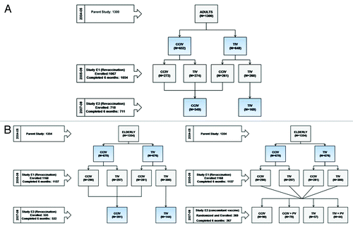 Figure 1. (A) Flow of adult subjects across study E1 and E2. (B) Flow of elderly subjects across study E1 and E2.