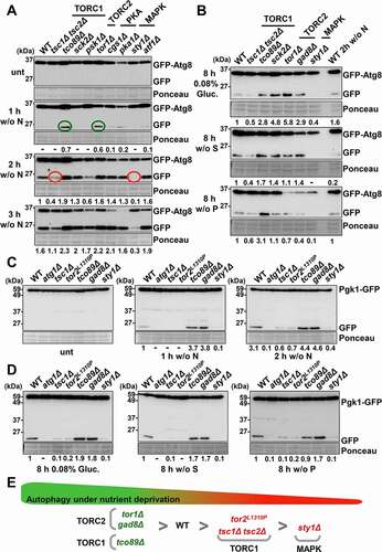 Figure 4. Comparative regulation of autophagy through the TORC1, TORC2 and MAP kinase pathways. (A) Effect of TORC1, TORC2, PKA and MAP kinase pathway mutants on autophagy activation upon nitrogen depletion. MM cultures of strains CC10 (WT), CC31 (tsc1Δ tsc2Δ), CC18 (tco89Δ), CC21 (sck2Δ), CC66 (psk1Δ), CC16 (tor1Δ), CC33 (cgs1Δ), CC22 (pka1Δ), CC13 (sty1Δ) and CC23 (atf1Δ), all expressing GFP-Atg8, were shifted or not at the logarithmic phase (unt) to nitrogen-free medium for 1–3 h, and were processed and analyzed as in Figure 1A. Accelerated GFP-Atg8 cleavage is indicated with green circles, while deficient cleavage is labeled with red circles. Numbers below the panels represent the amount of cleaved GFP relative to the amount after 2 h without nitrogen in WT (with an assigned value of 1). (B) Effect of TORC1, TORC2 and MAP kinase pathway mutants on autophagy activation upon depletion of the glucose, sulfur or phosphorus sources. MM cultures of strains CC10 (WT), CC31 (tsc1Δ tsc2Δ), CC18 (tco89Δ), CC21 (sck2Δ) CC16 (tor1Δ), CC70 (gad8Δ) and CC13 (sty1Δ), all expressing GFP-Atg8, were shifted at the logarithmic phase (unt) to modified MM with low glucose (0.08% Gluc), or without sulfur (w/o S) or phosphorus (w/o P) sources for 8 h, and were processed and analyzed as in Figure 1A. A sample of extracts from CC10 (WT) after 2 h of nitrogen-starvation was used as an autophagy control. Numbers below the panels represent the amount of cleaved GFP relative to the amount in WT after 8 h under indicated conditions (0.08% Gluc, without [w/o] S and without [w/o] P) (with assigned values of 1). (C) Effect of TORC1, TORC2 and MAP kinase pathway mutants on bulk autophagy activation upon nitrogen depletion. MM cultures of strains RB44 (WT), RB40 (atg1Δ), RB45 (tsc1Δ), RB41 (tor2L1310P), RB48 (tco89Δ), RB39 (gad8Δ) and RB38 (sty1Δ), all expressing Pgk1-GFP, were shifted or not at the logarithmic phase (unt) to nitrogen-free medium for 1–2 h, and were processed and analyzed as in Figure 1A. Numbers below the panels represent the amount of cleaved GFP relative to the amount in WT after 1 h under nitrogen deprivation (with an assigned value of 1). (D) Effect of TORC1, TORC2 and MAP kinase pathway mutants on bulk autophagy activation upon depletion of the glucose, sulfur or phosphorus sources. MM cultures of strains strains RB44 (WT), RB40 (atg1Δ), RB45 (tsc1Δ), RB41 (tor2L1310P), RB48 (tco89Δ), RB39 (gad8Δ) and RB38 (sty1Δ), all expressing Pgk1-GFP, were shifted at the logarithmic phase (unt) to modified MM with low glucose (0.08% Gluc), or without sulfur (w/o S) or phosphorus (w/o P) sources for 8 h, and were processed and analyzed as in Figure 1A. Numbers below the panels represent the amount of cleaved GFP relative to the amount in WT after 8 h under each condition (0.08% Gluc, without [w/o] S and without [w/o] P) (with assigned values of 1). (E) Scheme depicting the impact of mutations at the TORC1, TORC2 or MAP kinase pathways on autophagy induction. Accelerated nutrient starvation-dependent autophagy of some mutants is indicated in green, while deficient autophagy is indicated in red. See text for details.